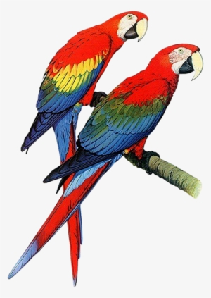 Macaw High Quality - Hardcover: Parrots Of The World By Forshaw Joseph M #628933
