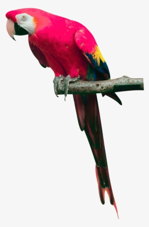 Pink Parrot Png Images, Free Download - Parrot Png #629179