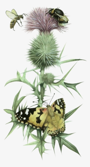 Artwork - Botanical Illustration #629819