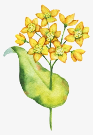 Bupleurum Root - Bouquet #629876