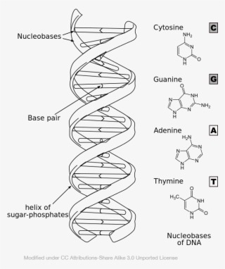 Dna Drawing Png - Black And White Dna Png - Free Transparent PNG ...