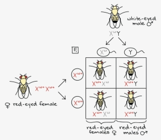 Punnett Square For Mating Of White-eyed Male - Thomas Hunt Morgan Fruit Fly Experiment #6201922