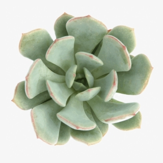 Graptoveria 'moonglow' - White Mexican Rose #6203351