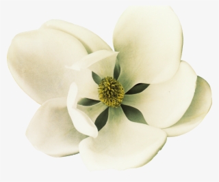 Clip Art Southern Magnolia Petal Flower - Art Print: Poinski's Southern Charmer I, 18x22in. #6203353