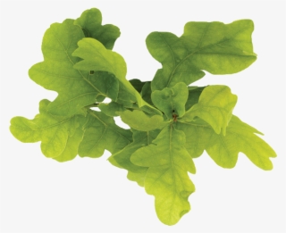 Leaf Vegetable #6207556