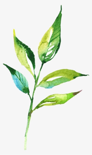 Watercolour - Flower #6211257