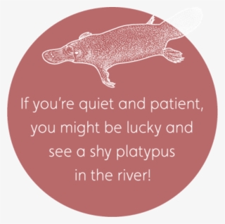 Platypus #6212384