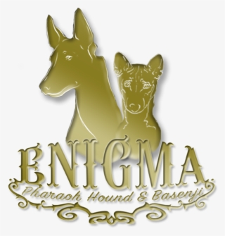 Of Pharaoh Hound And Basenji In Home Environment - Dog Catches Something #6217479