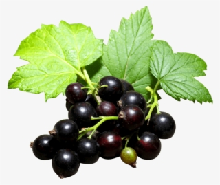 Free Png Black Currant Png Images Transparent - Grow Blackcurrants #6219241