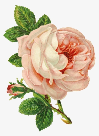 "the Rose Speaks Of Love Silently, In A Language Known #6219247