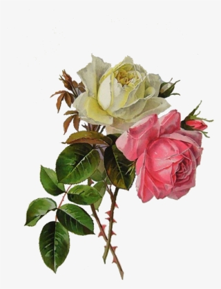 Rose Vintage Roses, Vintage Floral, Botanical Flowers, - Paul De Longpre #6219746