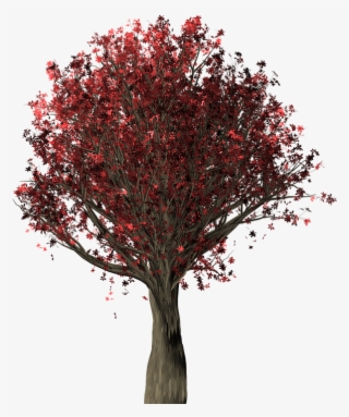 Tree, Oak, Oak Tree, Quercus, Fall Leaves, Fall Colors - Colorful Trees Png #6222700