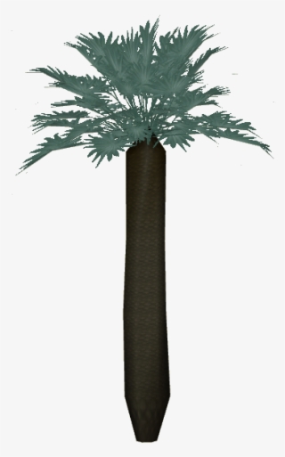 Mexican Blue Palm #6233158 Mexican Blue Palm #6233158