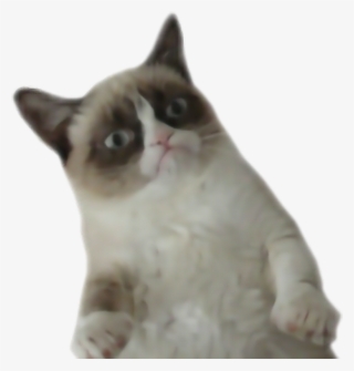 Png Grumpy Cat #6239199