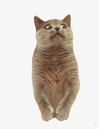 Animals Memes Stickers Messages Sticker-6 - Someone Is Stealing My Poop #6239392