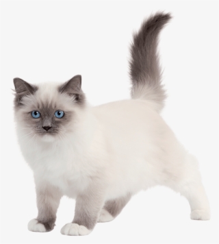 Fond D Écran Sacré De Birmanie Chatons #6239768