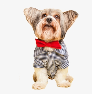Discontinued Gingham Dog Shirt - Dog #6240591