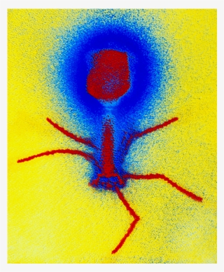 Walter Br Phage2 #6241107