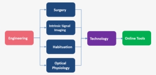 Creating A Cortical Activity Map - Diagram #6242506
