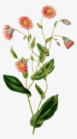 Flower Image Resolution Download Painting - Botanical Floral Png #6242733