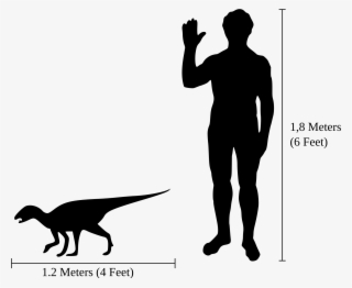 Open - Emperor Penguin Vs Human #6242872
