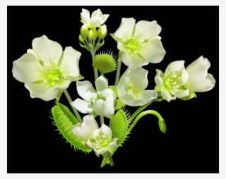 2 - Dendrobium #6243435