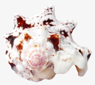 Travel, Sea Shells Ocean Beach Vacation Sea Shells - Seashell #6245338