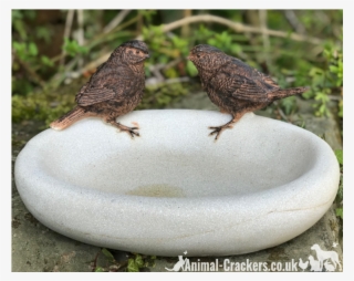 Bird Bath/feeder - Bird Bath & Feeder #6250634