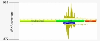 Where Can I Obtain The Ta-sirna Vectors For Soybean - Diagram #6251885