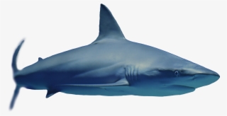 Anchor - Great White Shark #6255295