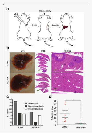 Download - Hct116 Cells #6256701