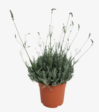 Lavandula Officinalis - Flowerpot #6258084