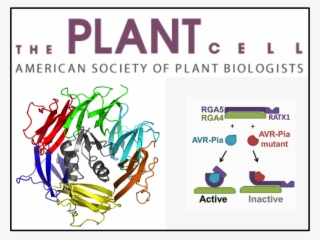 Nlr Multidomain Proteins Largely Mediate The Immune - Graphic Design #6259666