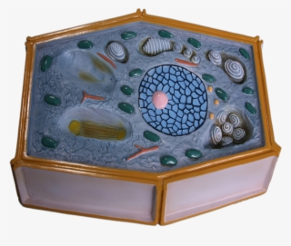 Plant Cell Png #6259779