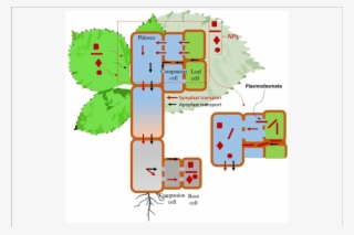 Mechanistic Understanding Of Nanoparticle Transport - Apoplastic Pathway Of Nanoparticle #6259783