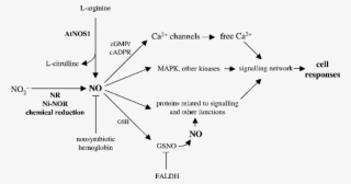 Schematic Representation Of No Signalling In Plant - No Synthesis In Plant #6259934