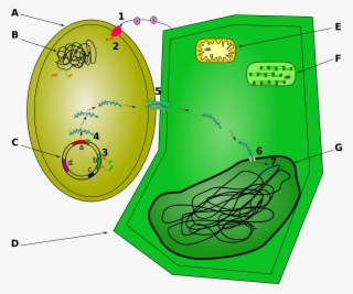 Open - Agrobacterium Tumefaciens #6260008