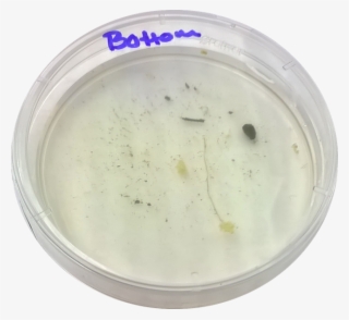 Cosette Taggart Lab 2 Bottom Niche - Portable Network Graphics #6261336