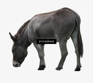 Donkey #6262138