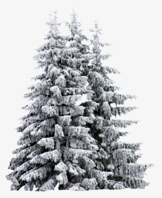 Report Abuse - Snow Covered Trees Sketch #6265296