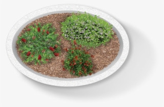 Moss #6266820