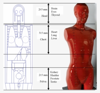 Scan Region And Its Length For Each Examination Were - Alderson Rando Phantom #6267027