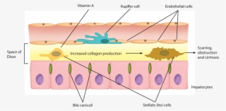 Food, Diet, And Nutrition - Graphic Design #6271658