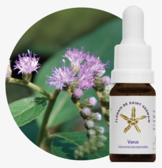 Mais Imagens - Florais De Saint Germain #6272145