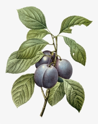 Plumplate118 - Plum Botanical Illustration #6272793