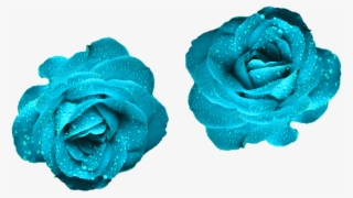 Glowing Blue Roses Blue Color Roses Png Png Nature #6273425