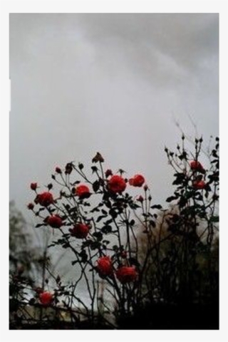 Ceiaxostickers Grunge Horror Goth Gothic Creepy Spooky - Bottlebush #6276504 Ceiaxostickers Grunge Horror Goth Gothic Creepy Spooky - Bottlebush #6276504