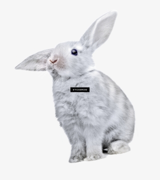 Rabbit Кролик - Rabbit #6276653