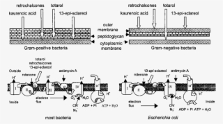 Diagram Of The Bacterial Cell Wall And The Respiratory - Gram Positive Respiration Chain #6279885