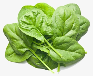 Baby Spinach #6280085